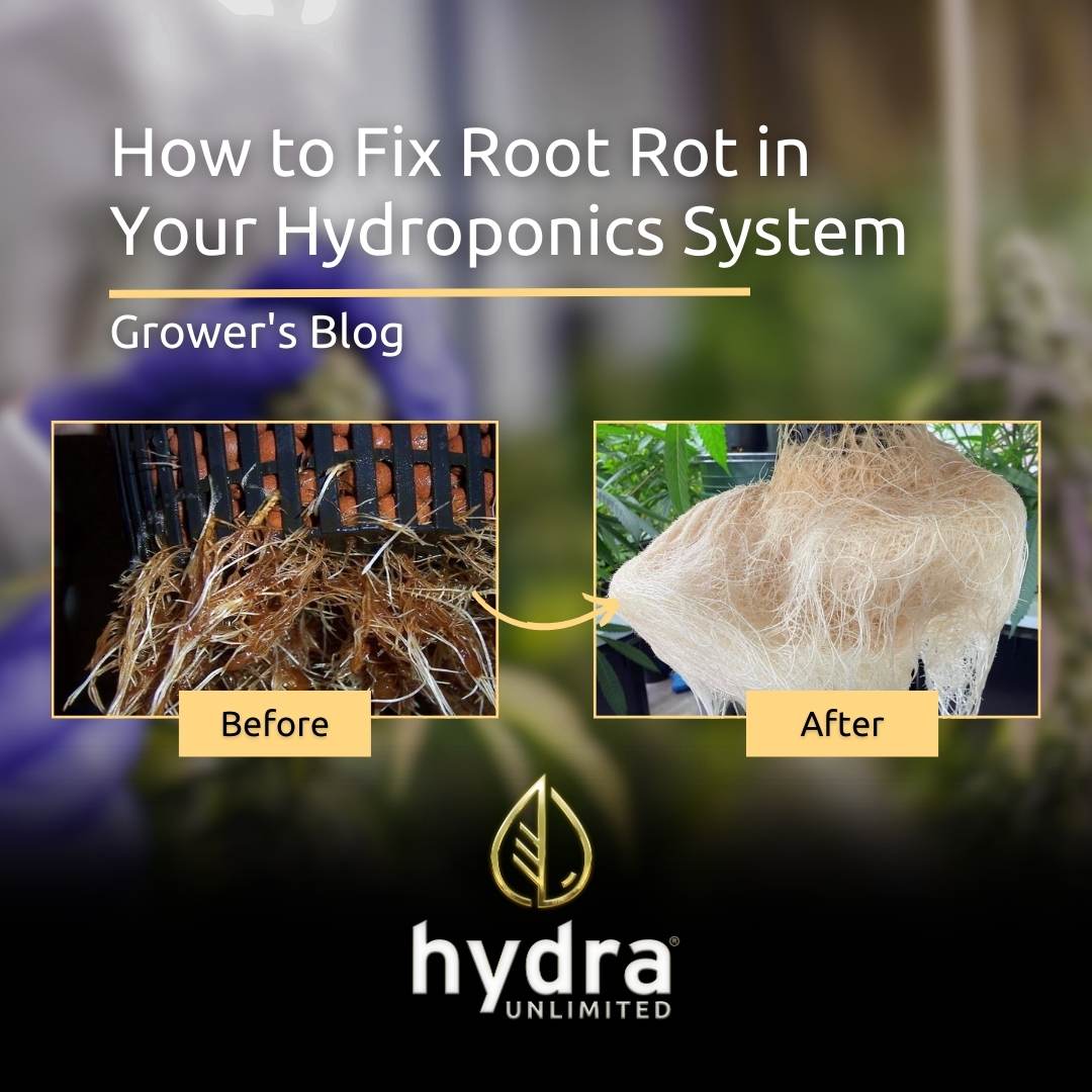 How To Fix Hydroponic Root Rot in Your Grow System