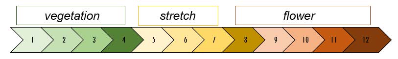 vegetation stretch flower chart